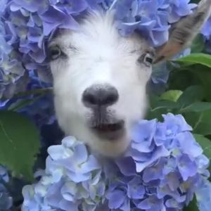 Meet your Posher, Steve